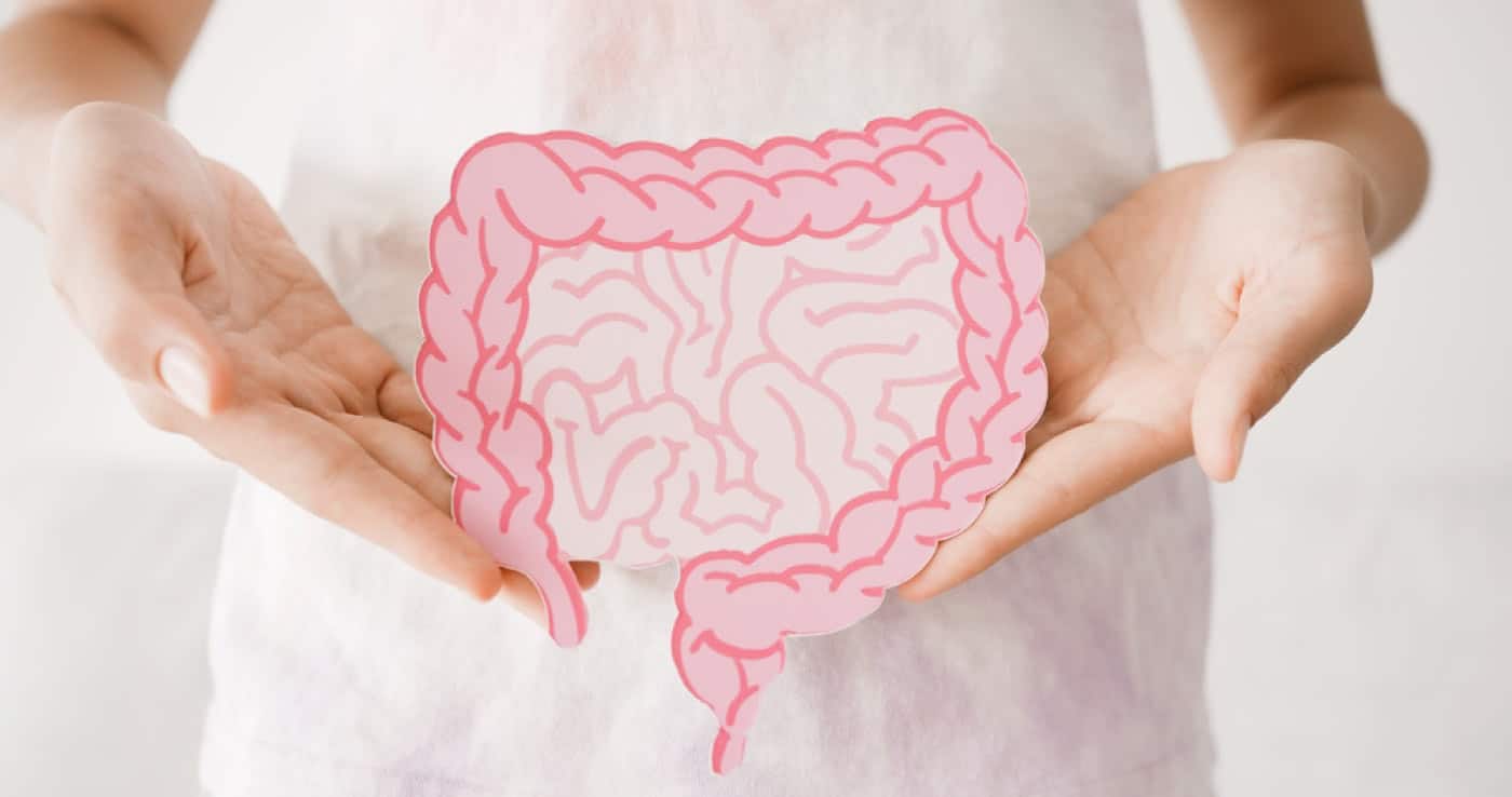 Persona sujetando la ilustración de un intestino para hablar de microbiota